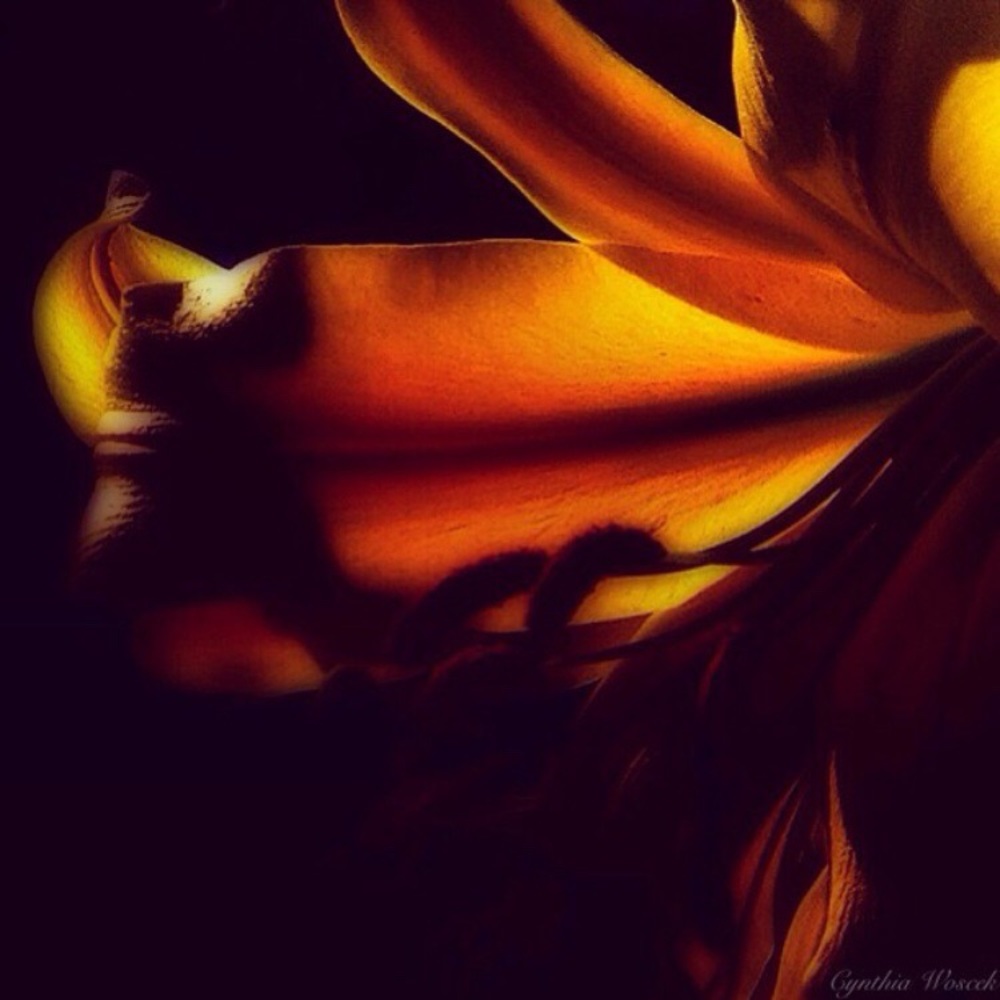 “Cover of Darkness”. Original photography/art on canvas.